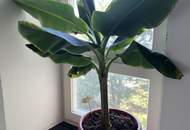 Charmante Garçonnière im 3. Stock – perfekt geschnitten, perfekt gelegen. Interesse geweckt? Dann gleich Besichtigung vereinbaren.