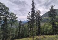 Mischwaldbestand am Kasberg mit strukturreichem Baumbestand