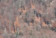 Landwirtschaft 11 ha, mit Hofstelle, Wald und Wiese