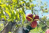 GARTENPARADIES MIT EINFAMILIENHAUS-FLAIR!