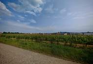 Riesling Weingarten Riede Röthling - PROVISIONSFREI!