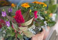 Reihenhaus-Highlight mit schönem Garten - Einkauf, Schule und Öffis "vor der Türe"