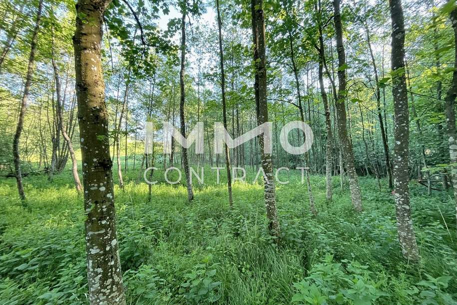 Erholung pur im eigenen Wald mit Bach und Wiese, Grund und Boden-kauf, 34.500,€, 3321 Amstetten