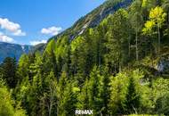 Teilwald in Nassereith – Ein Naturjuwel zum Erwerb!