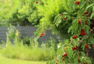 Neuer Preis" Großer Garten und Blick auf den Anninger - Entzückende Doppelhaushälfte in ruhiger Siedlungslage in Traiskirchen!