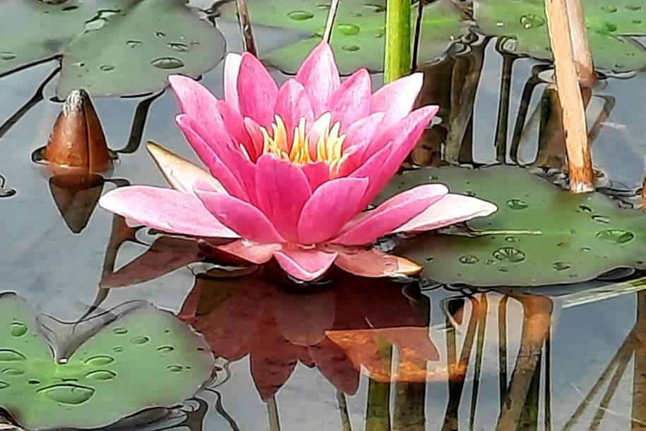 B&B - Frühstückspension - Hermagor Nassfeld Presseggersee, Gewerbeobjekt-kauf, 790.000,€, 9620 Hermagor