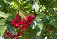 Generalsaniertes Traumhaus nahe Wien, schnell erreichbar vom P+R Hütteldorf