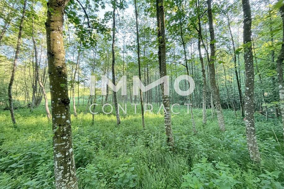 Erholung pur im eigenen Wald mit Bach und Wiesen nähe Amstetten, Grund und Boden-kauf, 30.000,€, 3321 Amstetten