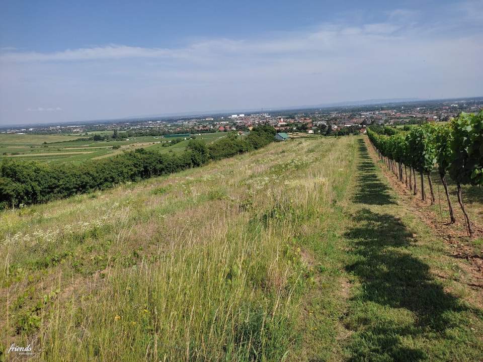 Gerodeter Weingarten in der Thermenregion Pfaffstätten