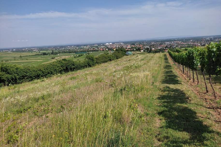 Gerodeter Weingarten in der Thermenregion Pfaffstätten, Grund und Boden-kauf, 30.672,€, 2511 Baden