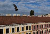 „PARK LIFE“ – Stilvoll wohnen im generalsanierten Altbau im 18. Bezirk