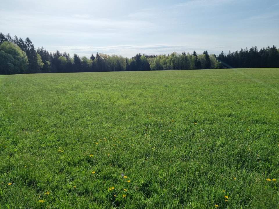 Landwirtschaftliches Grünland mit Waldfläche