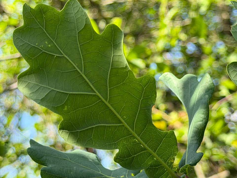 Großzügiges Grundstück in Rohrbach - Ideal für Freizeit Landwirtschaft! (Provisionsfrei)