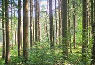 Mischwald in 5121 St. Radegund