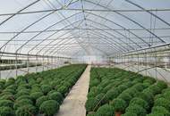 Betriebsbereite Blumen- und Gemüsegewächshausanlage mit angrenzenden Bauland in sehr guter Lage!