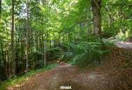 Naturnaher Mischwald mit ausgewogenem Laub- und Nadelholzbestand