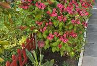 +++ Idyllisches Ferienhaus auf Pachtgrund ( NEUWERTIG ) in Oggau am Neusiedler See – Ihr Rückzugsort für nur 48.500 € +++