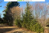 Großzügiges Grundstück in Spattendorf – Gemeinde Alberndorf in der Riedmark (GST 2438/3)