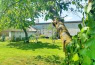 Leben im Thermenort: Bauernhof im sonnigen Lutzmannsburg