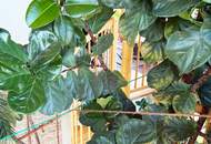 WUNDERSCHÖNER WINTERGARTEN und großes Einamilienhaus VOLL MÖBLIERT in begehrter Lage in Wagram (St. Pölten)