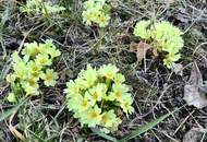 (RESERVIERT) Gutes Wohn- bzw. Ferienhaus zur Miete in wunderschöner Ruhelage mit 2 Wohneinheiten - JETZT ANFRAGEN