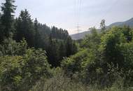 Wald in Steinhaus