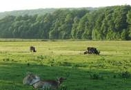 DROHNEN-VIDEO & 3D-RUNDGANG JETZT ANSEHEN! Exklusives Wohnen mit Geschichte und Modernität – Ihr Traumobjekt zwischen Schloss Schönbrunn & Lainzer Tiergarten!