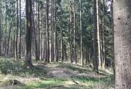 Wald
