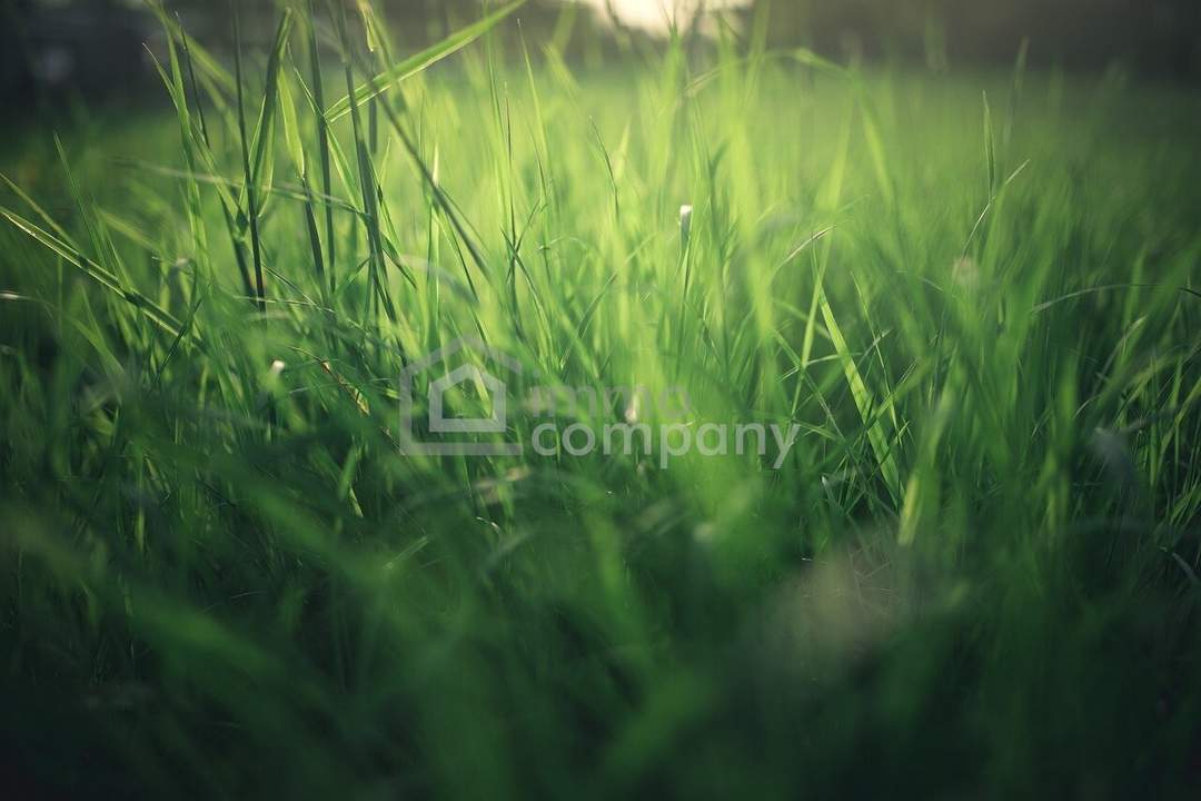 TRAUMHAFTES Baugrundstück in Ringelsdorf!!! 2444m2