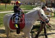 Traumhafter Grund mit Teilwidmung Reitplatz/Reitanlage - 7250 m² um nur 80.000 €!