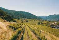 WEINGARTEN IN AUSSICHTSLAGE IM WEINBAUGEBIET WACHAU - WEINGARTEN, LANDWIRTSCHAFTLICHE FLÄCHEN - GRUNDSTÜCK IN DER WACHAU - KEIN BAUGRUNDSTÜCK!