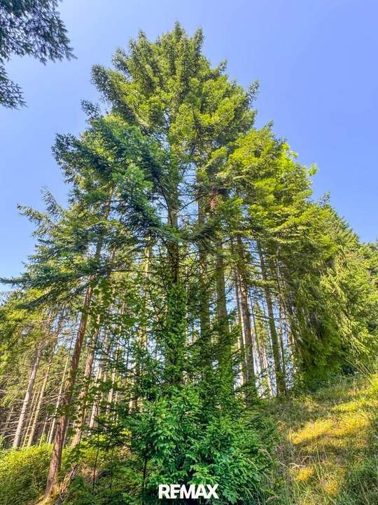 PERFEKTER HOBBY-WALD mit Arbeitshütte !