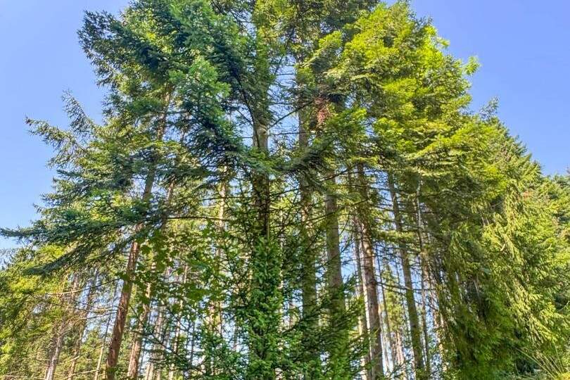 PERFEKTER HOBBY-WALD mit Arbeitshütte !, Gewerbeobjekt-kauf, 130.000,€, 4656 Gmunden