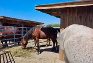 Reiterparadies im Weinviertel – Ihr Traum vom Landleben!