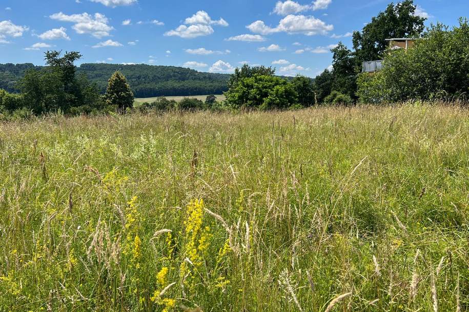 blick-suden
