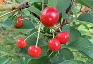 Phänomenale Gartenwohnung mit Gartenhaus und Parkplatz in Graz/Liebenau (Provisionsfrei)