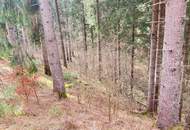 Wald im Gurktal (Provisionsfrei)