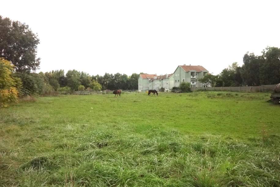 Großes Baugrundstück mit vielseitigem Bebauungspotential!, Grund und Boden-kauf, 1.650.000,€, 7122 Neusiedl am See