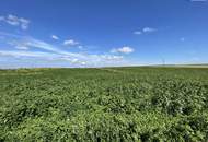 Rarität! Landwirtschaftliches Grundstück zwischen Moosbrunn und Gramatneusiedl– ca. 41.000 m² Ackerfläche zu verkaufen!