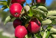 Sonnig wohnen, naturverbunden leben: Traumgarten, Schwimmteich, PV-Anlage