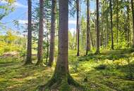 Mischwald in 5121 St. Radegund