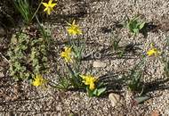 Investment - Chance - Anlage TRAUM ALTBAU 3 Zimmer Balkon-Wohnung - WÄHRING