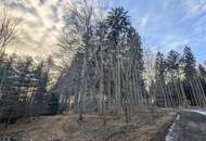 Eigener Wald als Realwert – gepflegter Forst mit sehr guter Zufahrt