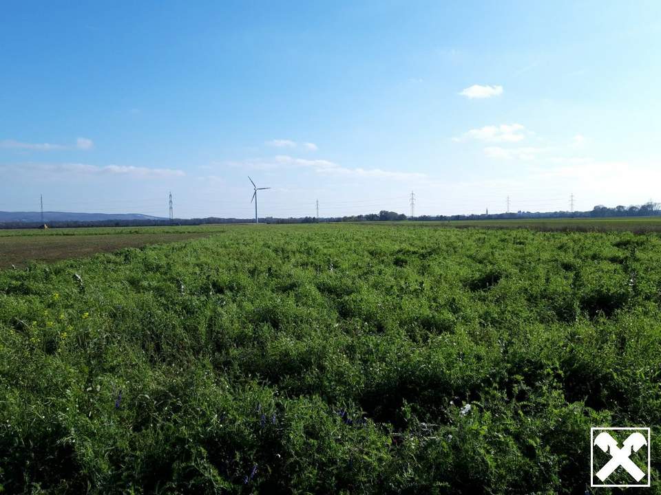 Baugrundstück am Feldesrand