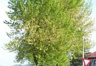 45m² Eigentum Barrierefrei in Enns - Ennsdorf