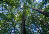 "Exklusive Residenz mit Wald!"