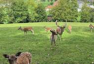 Ihr Stückchen heile Welt – charmantes Blockhaus mit viel Platz im Grünen