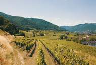 WEINGARTEN IN AUSSICHTSLAGE IM WEINBAUGEBIET WACHAU - WEINGARTEN, LANDWIRTSCHAFTLICHE FLÄCHEN - GRUNDSTÜCK IN DER WACHAU - KEIN BAUGRUNDSTÜCK!