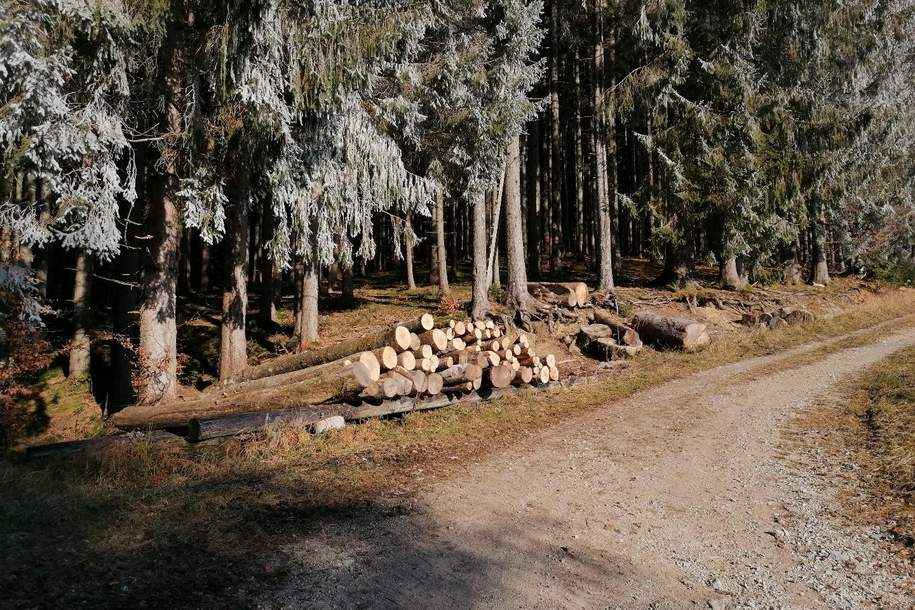 Wald, Gewerbeobjekt-kauf, 4292 Freistadt