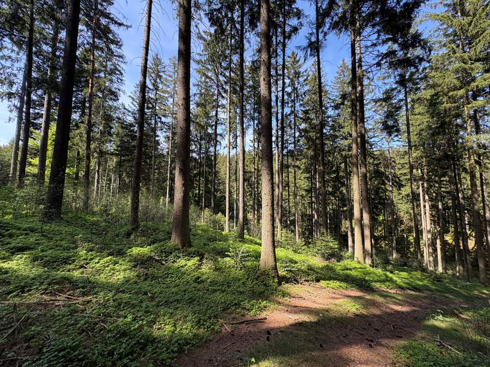 Waldfläche in Eberschwang/Hausruckwald - ca. 25.126 m²